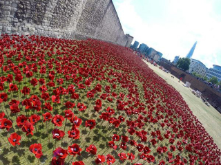 Illustration for article titled 888,246 Handmade Poppies Surround the Tower of London to Commemorate WWI